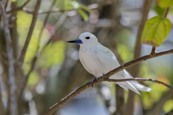White tern
