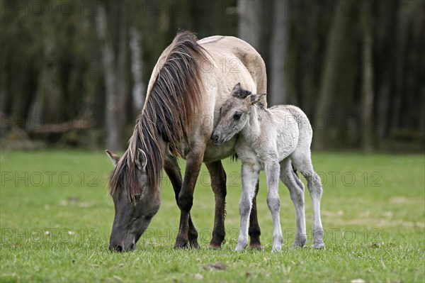 Wild Horse Duelmen