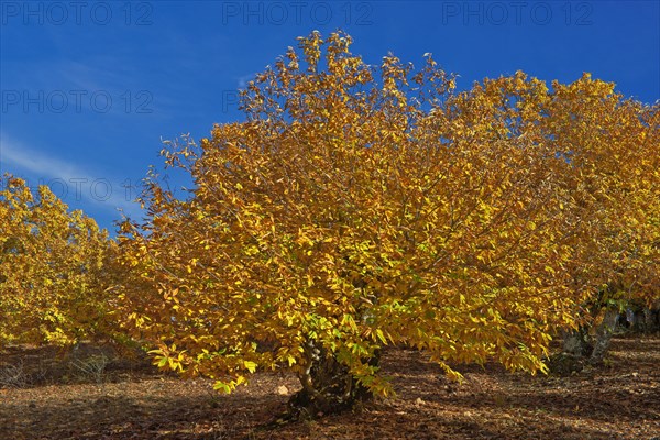 Chestnut