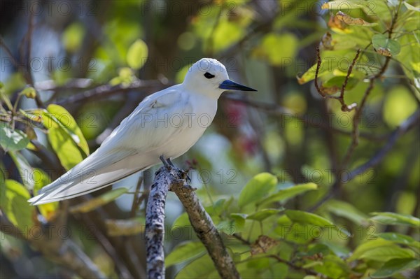 White tern