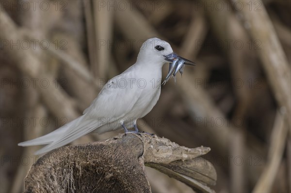 White tern