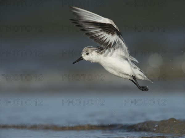 Sanderling
