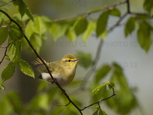 Wood warbler