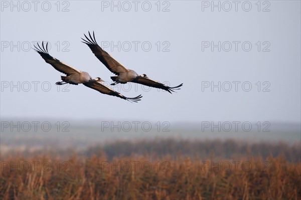 Common crane