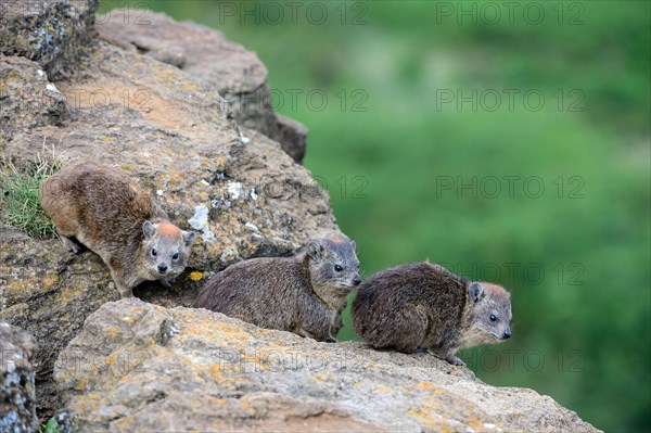 Cape hyrax