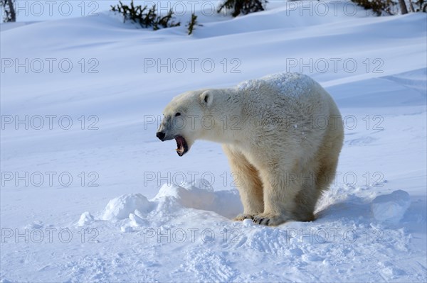 Polar bear
