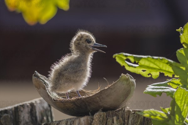White tern