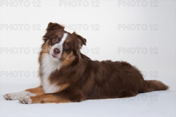 Miniature Australian Shepherd