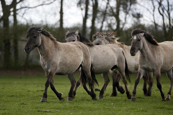 Wild Horse Duelmen