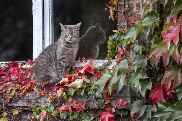 Domestic cat