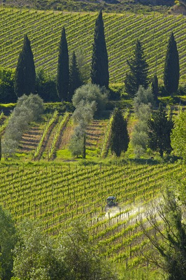 Vineyard near Sant' Antimo Abbey