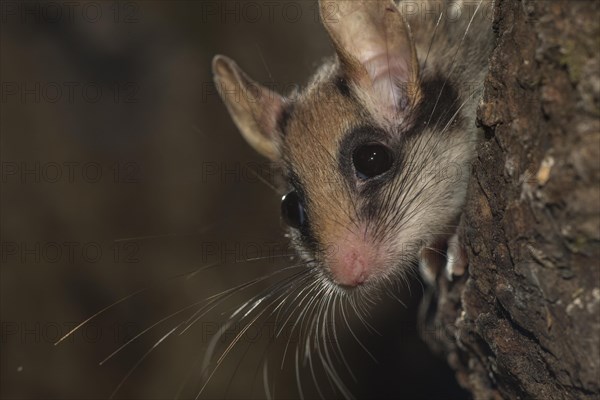 Garden dormouse
