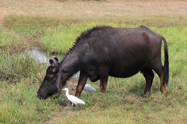 Asian water buffalo