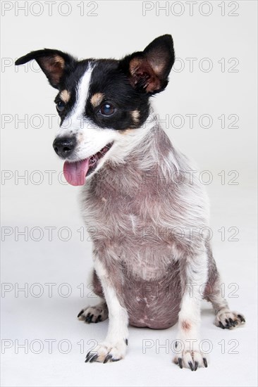 Jack Russell Terrier