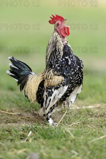 Bantam chicken