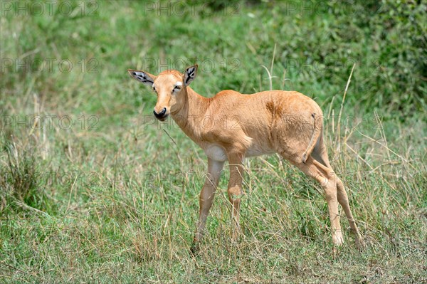 Topi calf