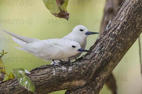 White tern