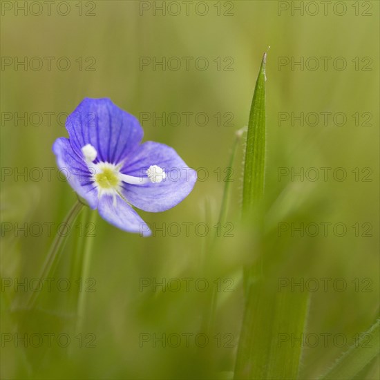 Germander Speedwell