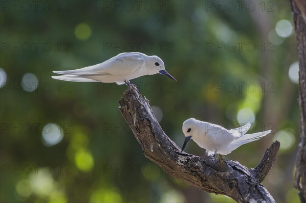 White tern