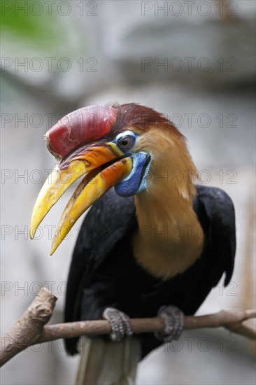 Knobbed Hornbill