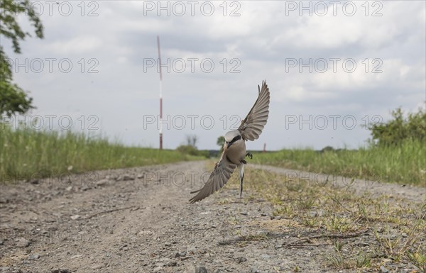 Red-backed Shrike