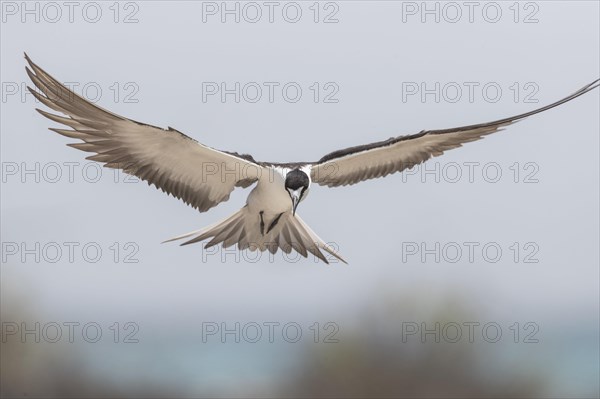 Russian Tern
