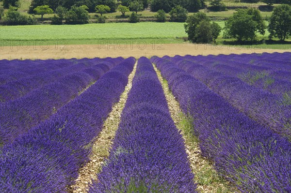 Lavender fields near Sault
