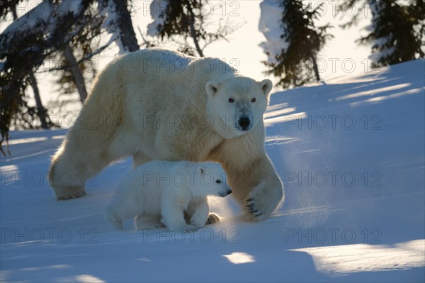 Female polar bear