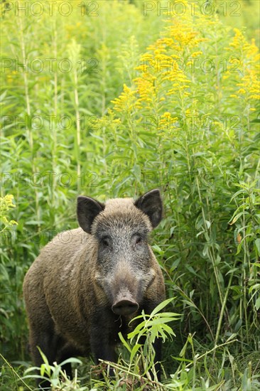 Wild boar