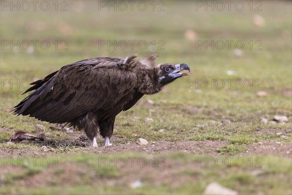 Cinereous vulture