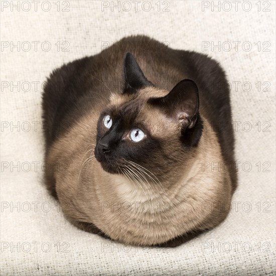 Siamese cat isolated on a blanket