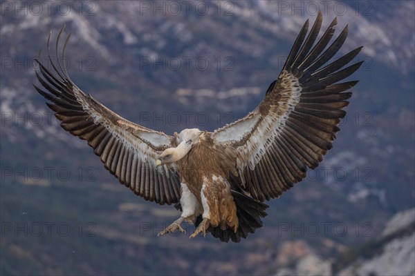 Griffon vulture