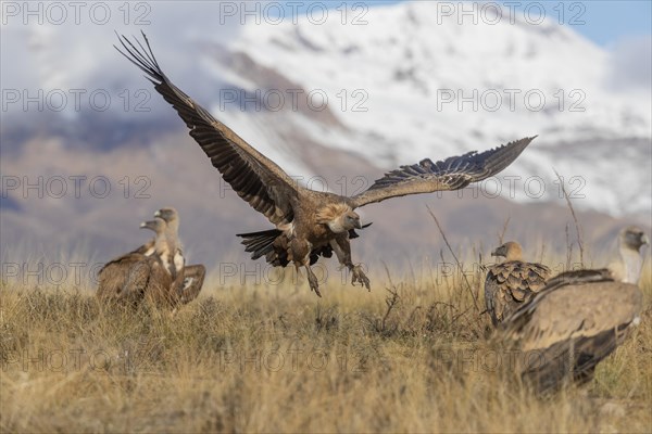 Griffon vulture
