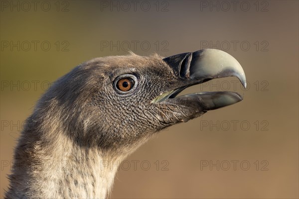 Griffon vulture
