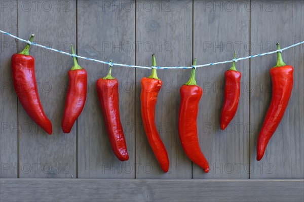 Red peppers hung to dry on string