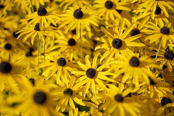 Yellow coneflower