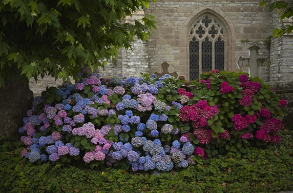 Hydrangeas in front of the church Eglise de la Trinite de Brelevenez