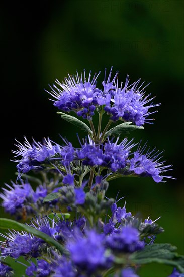 Flowering beard flower