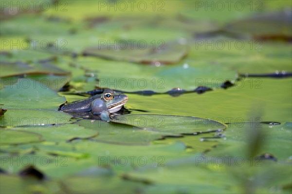 Marsh frog