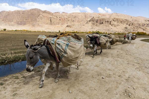 Donkey caravan