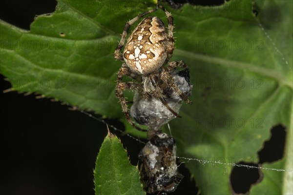 European garden spider