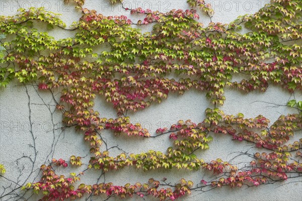 Boston ivy