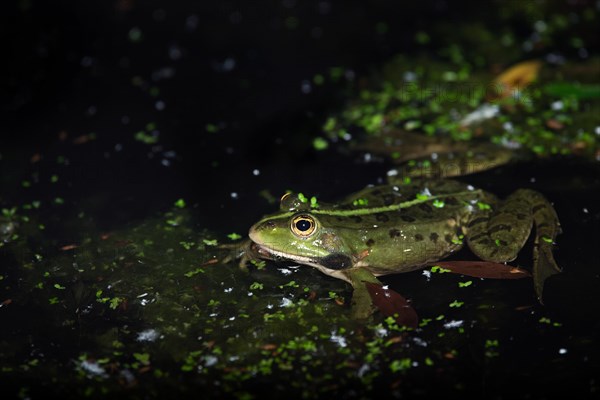 Marsh frog