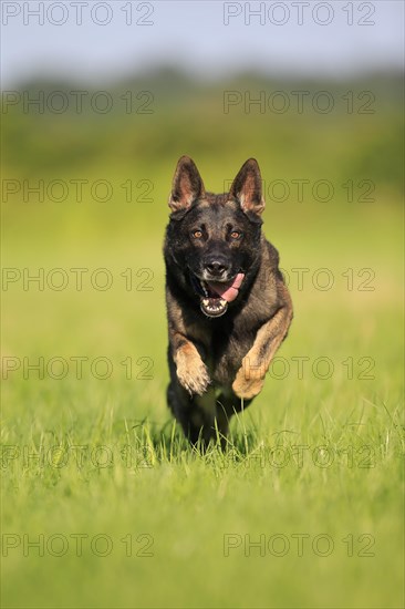 German shepherd Domestic dog
