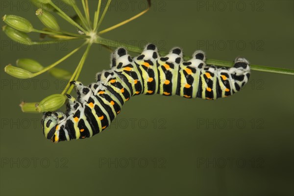 Swallowtail