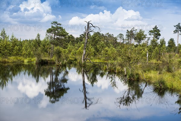 Pietzmmoor