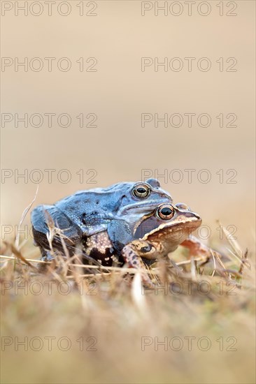 Moor frog