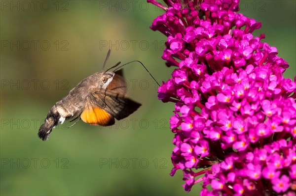 Hummingbird hawk-moth