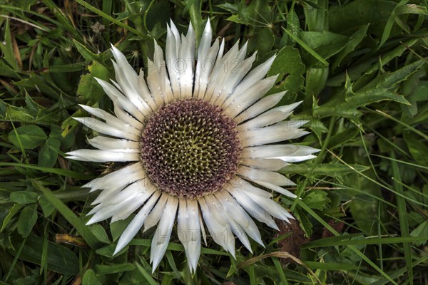 Silver thistle