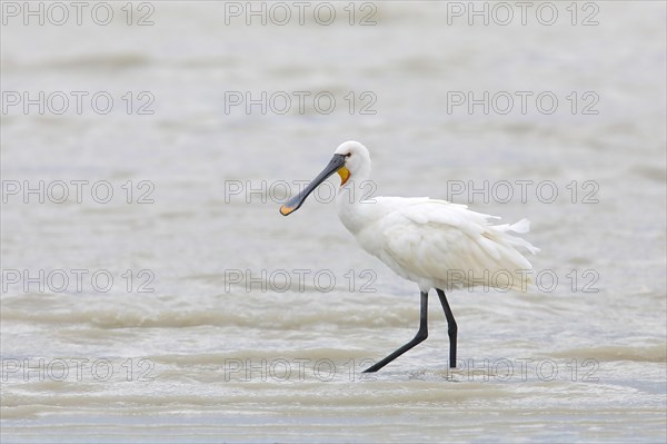 Eurasian spoonbill